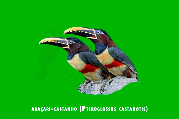 aracari-castanho (Pteroglossus castanotis)