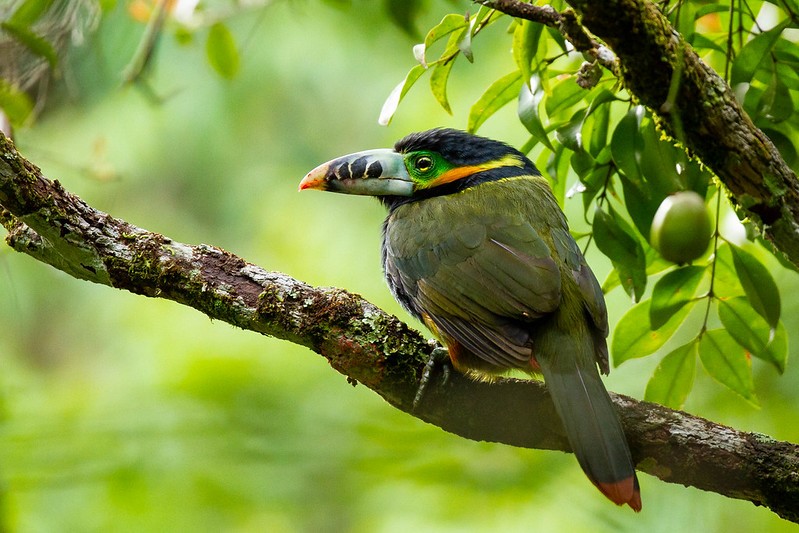 aracari-poca