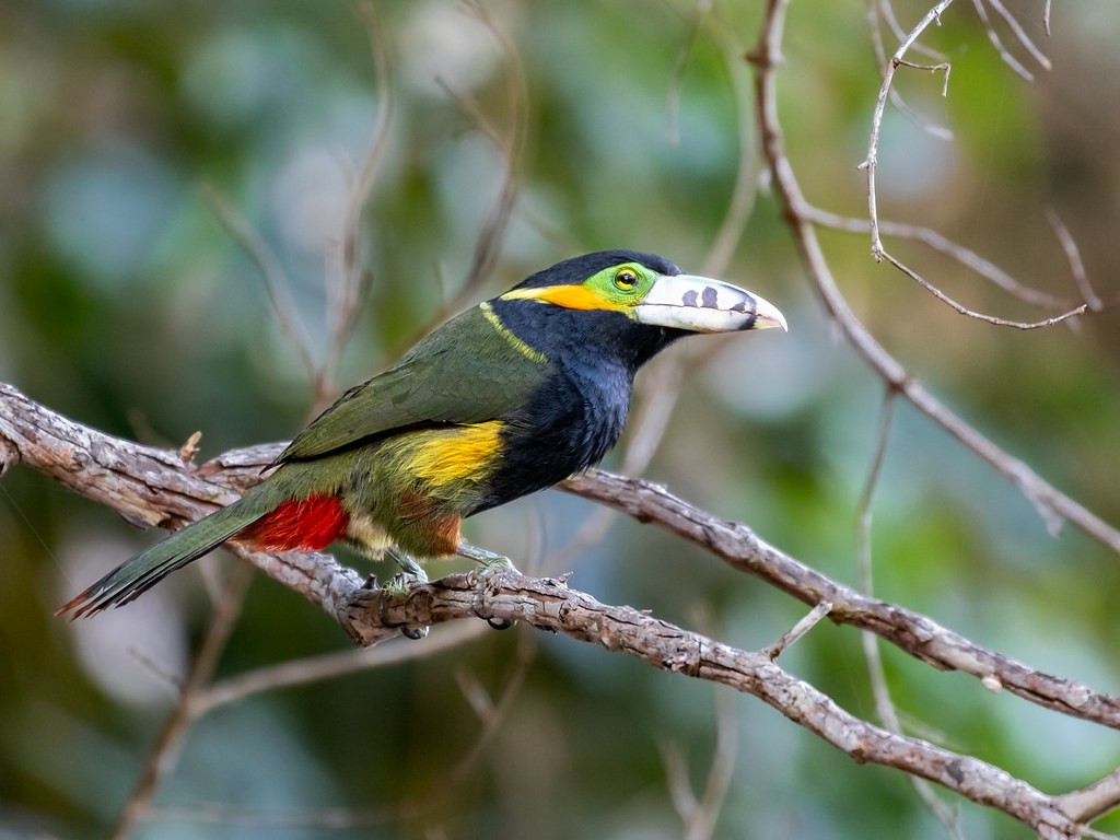 aracari-poca