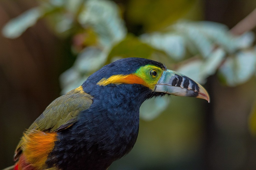 aracari-poca