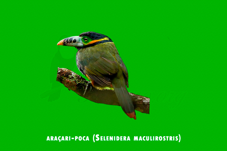 aracari-poca (Selenidera maculirostris)