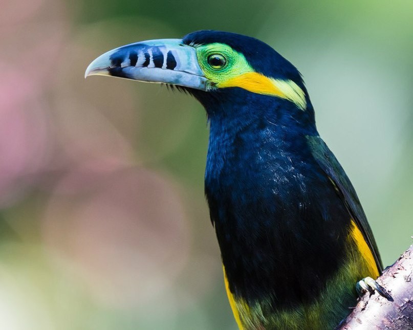 aracari-poca