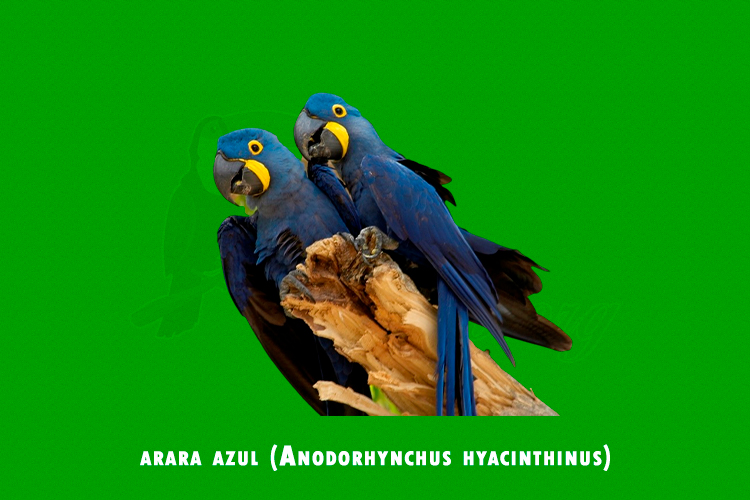 arara azul (Anodorhynchus hyacinthinus) (2)
