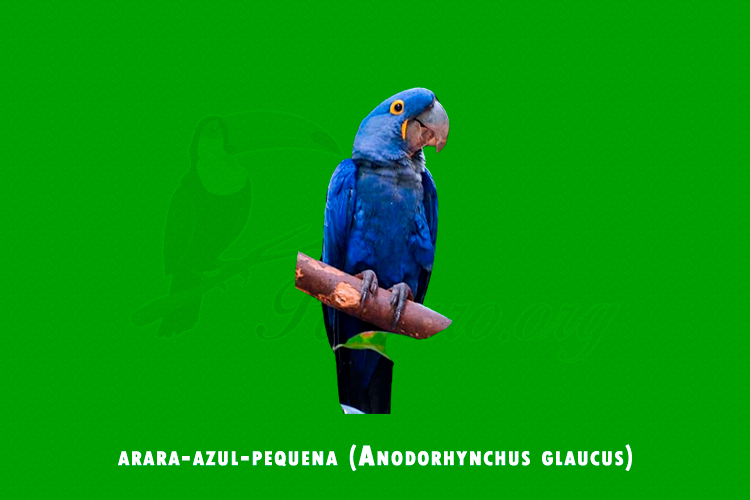 arara-azul-pequena (Anodorhynchus glaucus) (1)