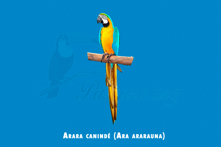 arara caninde (ara ararauna)