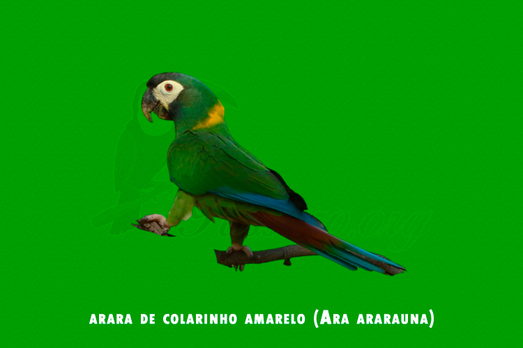 arara de colarinho amarelo ( Ara ararauna)