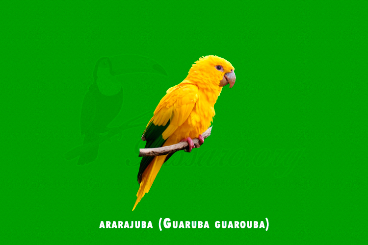 ararajuba (Guaruba guarouba )
