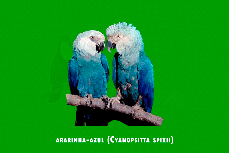 ararinha-azul (Cyanopsitta spixii)