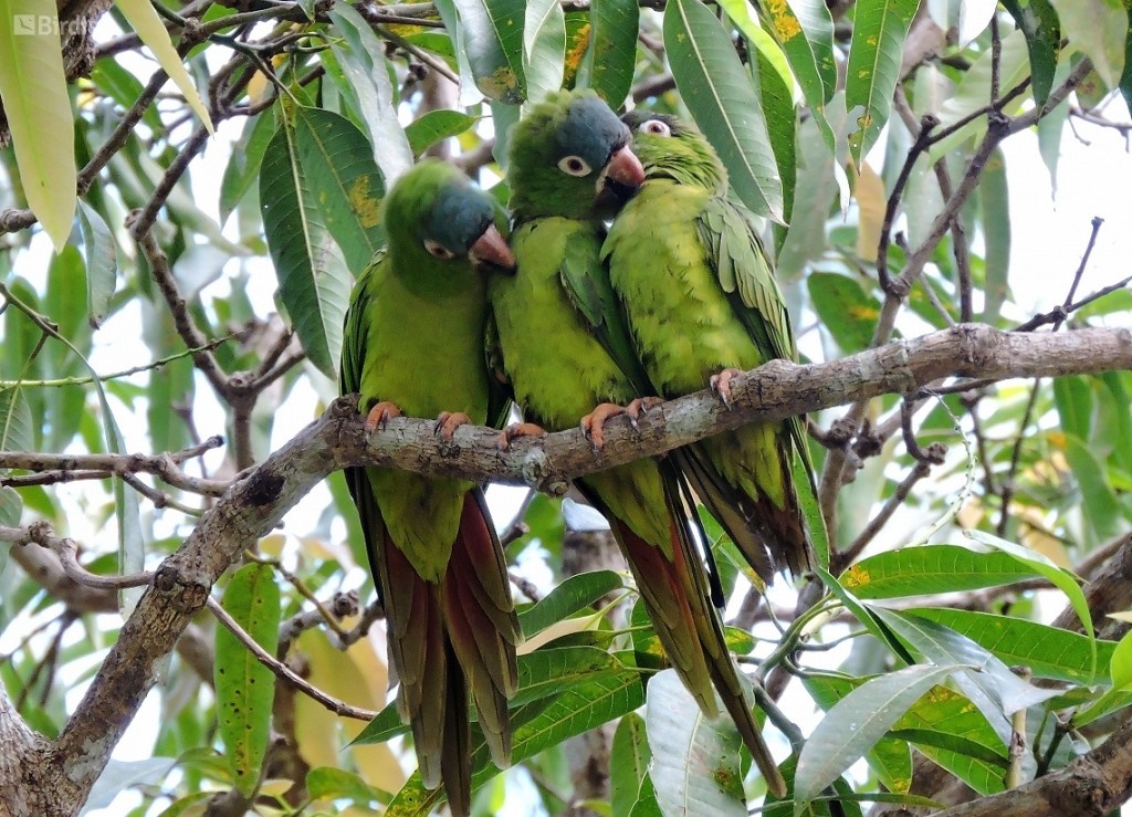 aratinga-de-testa-azul