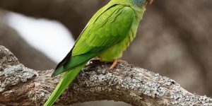 aratinga-de-testa-azul