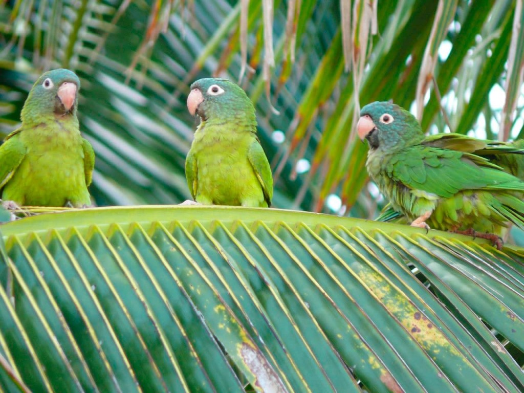 aratinga-de-testa-azul