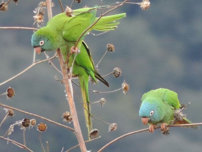 aratinga-de-testa-azul