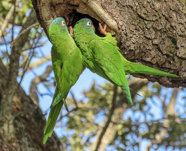 aratinga-de-testa-azul