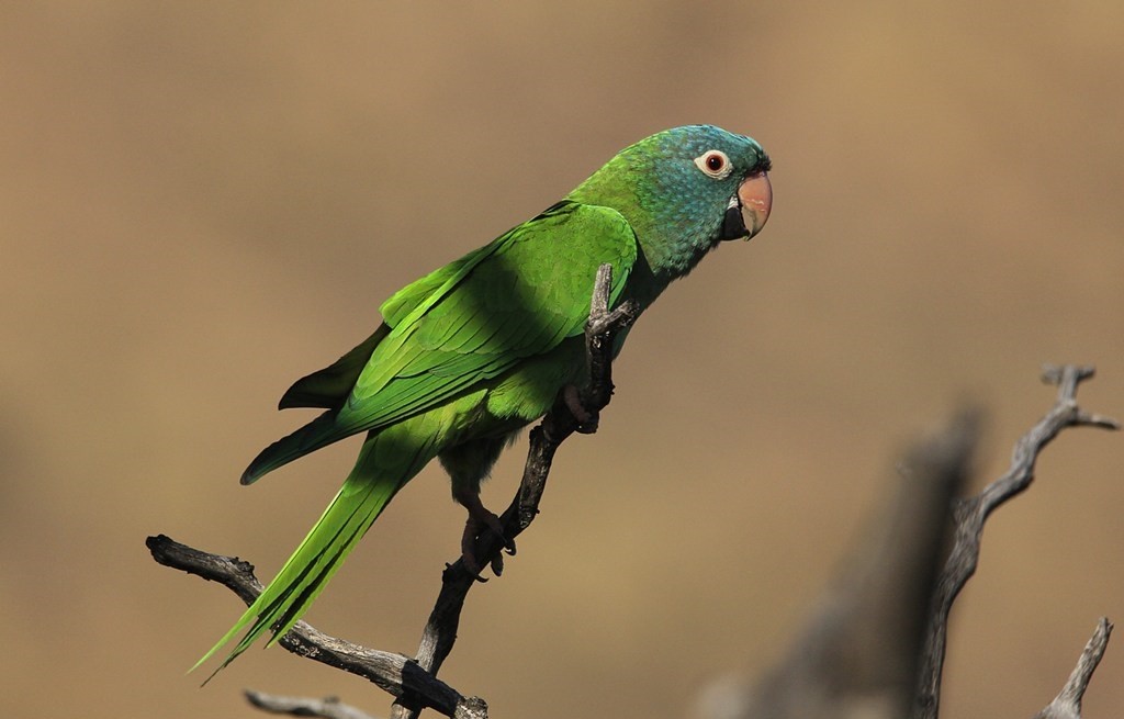 aratinga-de-testa-azul