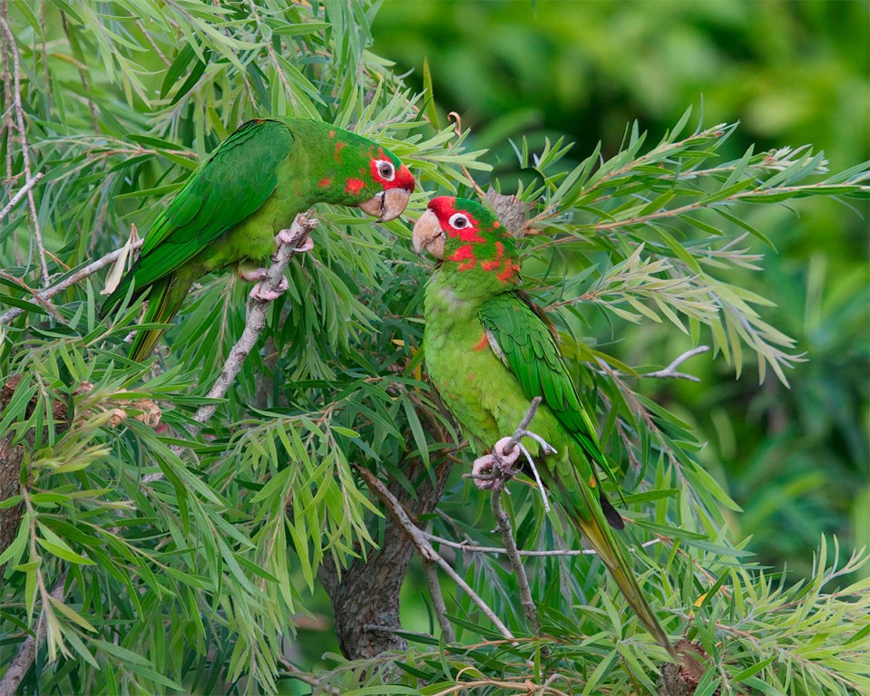 aratinga mitrata