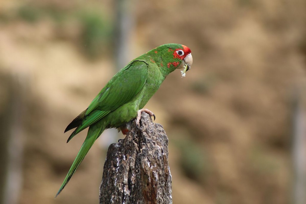 aratinga mitrata