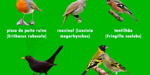 aves com cantos mais bonitos do brasil