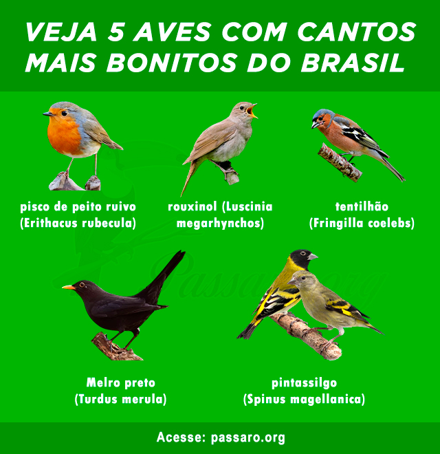 aves com cantos mais bonitos do brasil