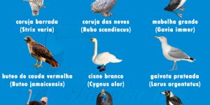 aves mais perigosas do mundo