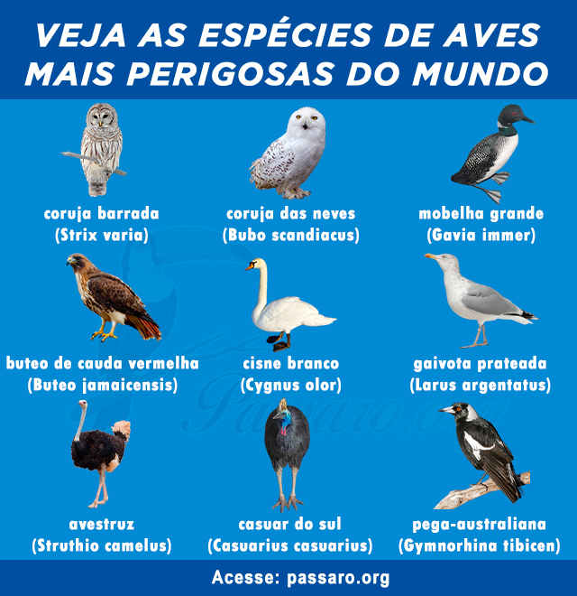 aves mais perigosas do mundo