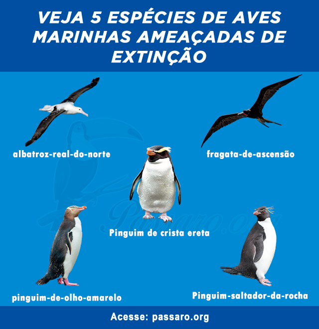 aves marinhas ameaçadas de extinção