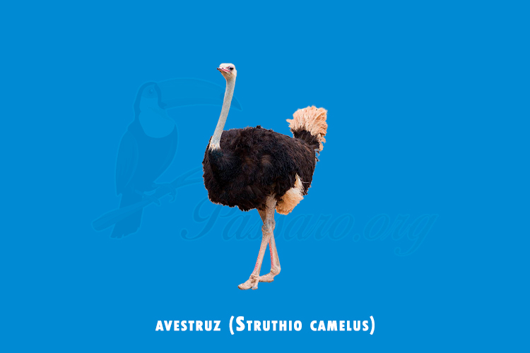 avestruz (Struthio camelus)