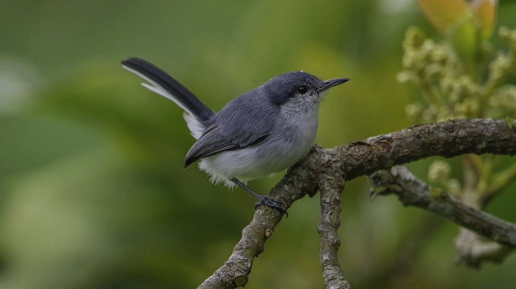 balanca-rabo-de-chapeu-preto habitat