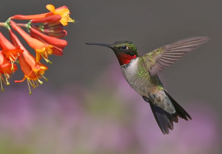 beija-flor–de-pescoco-vermelho