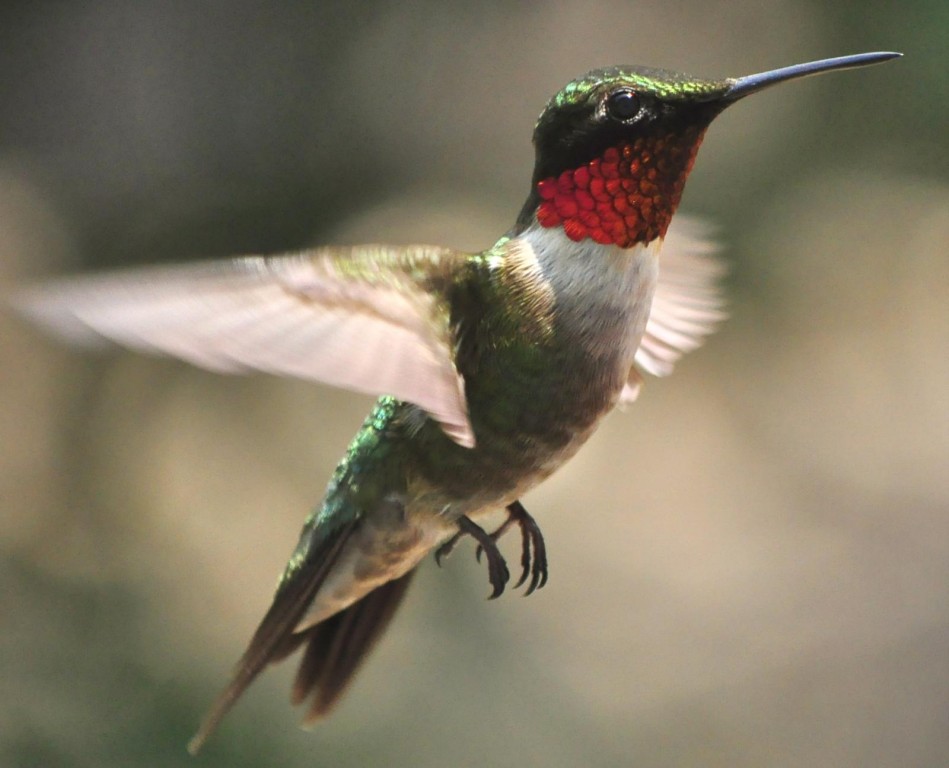 beija-flor–de-pescoco-vermelho