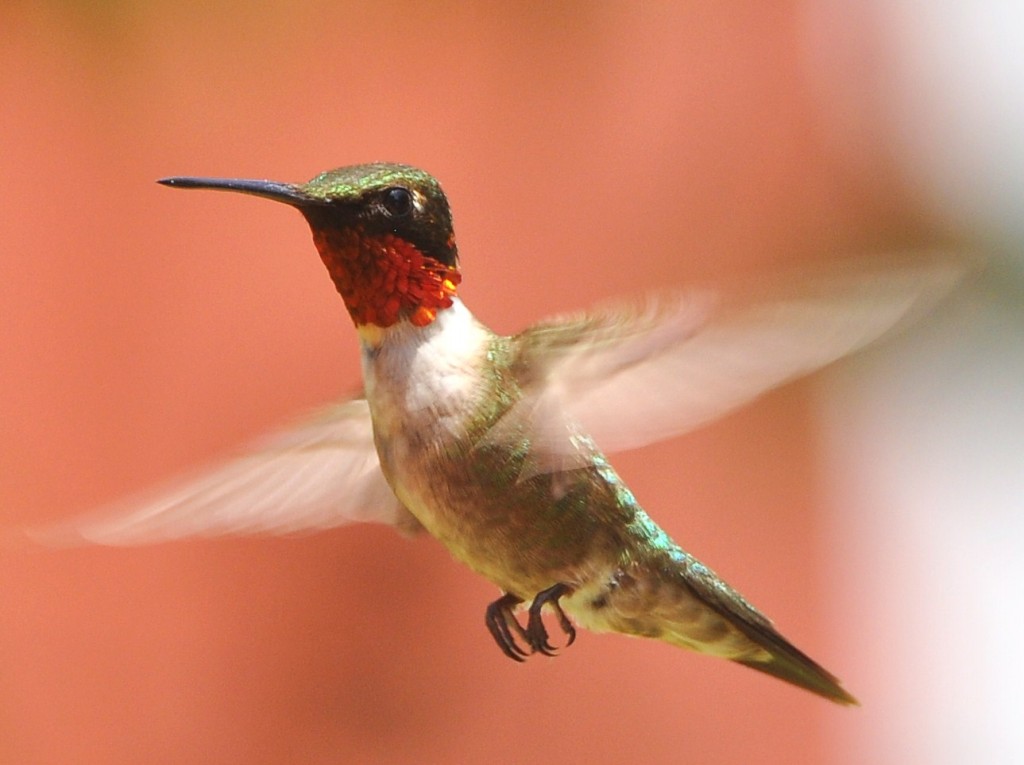 beija-flor–de-pescoco-vermelho