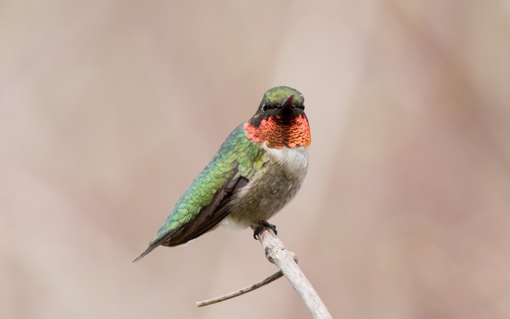 beija-flor–de-pescoco-vermelho