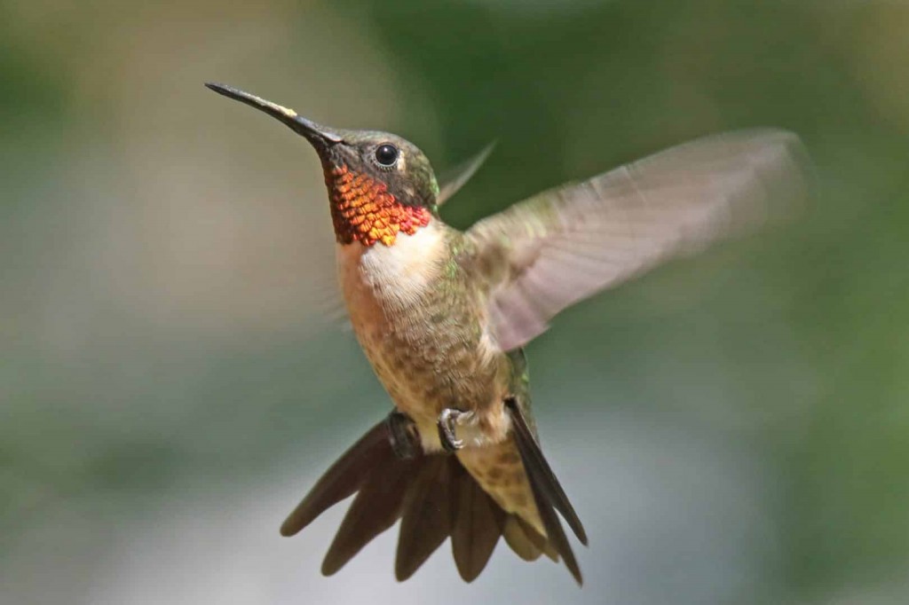 beija-flor–de-pescoco-vermelho