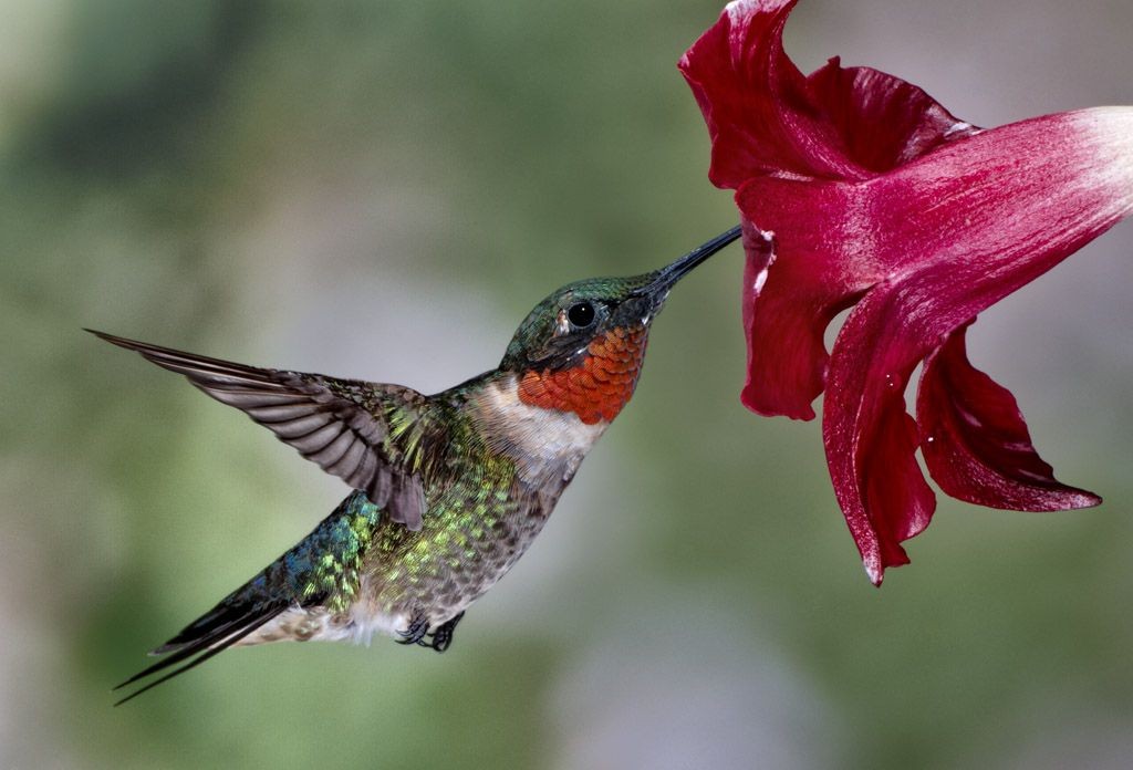 beija-flor–de-pescoco-vermelho