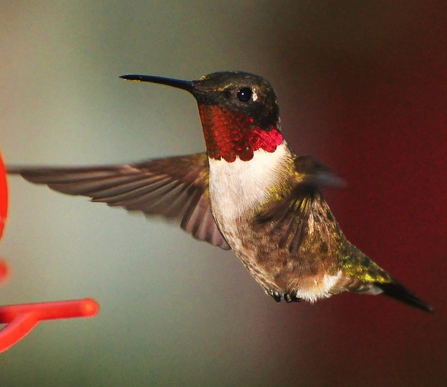 beija-flor–de-pescoco-vermelho