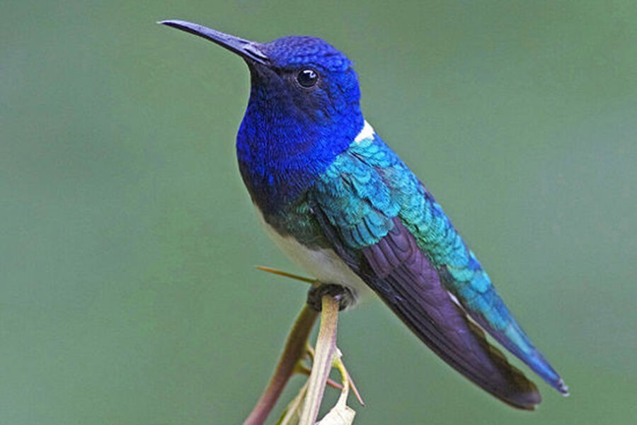 beija-flor-azul-de-rabo-branco