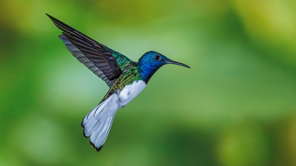 beija-flor-azul-de-rabo-branco