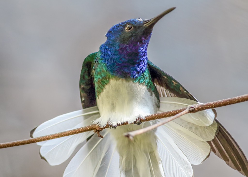 beija-flor-azul-de-rabo-branco