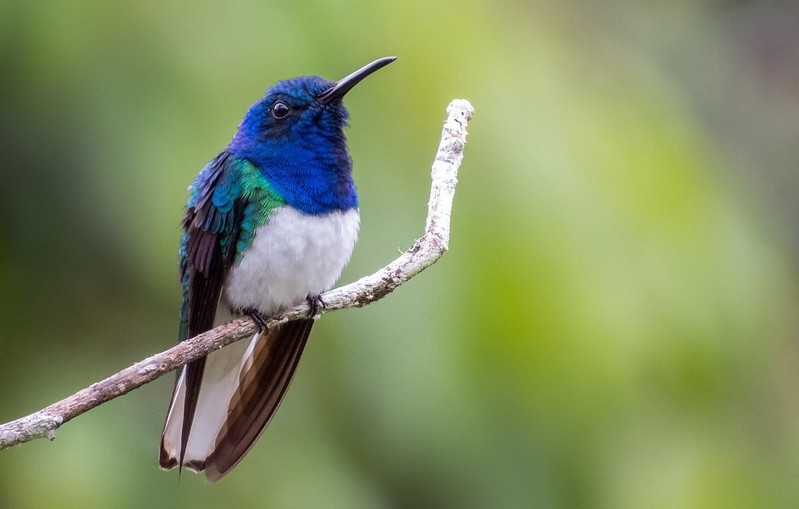 beija-flor-azul-de-rabo-branco