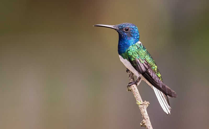 beija-flor-azul-de-rabo-branco