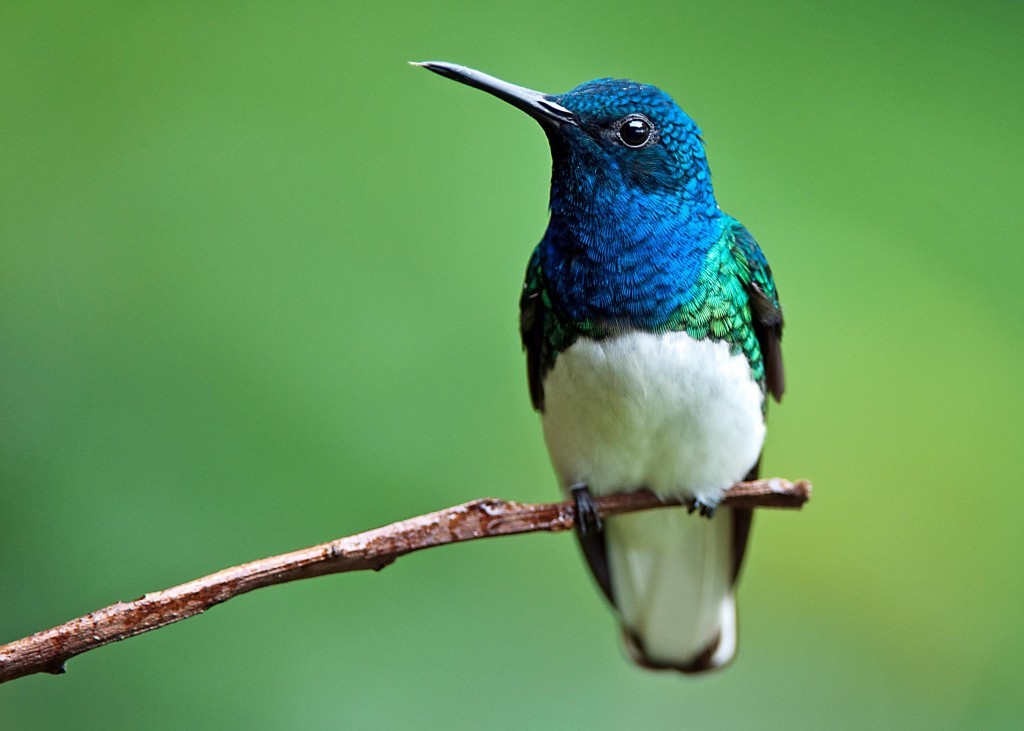 beija-flor-azul-de-rabo-branco