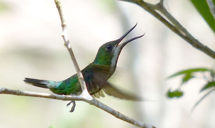 beija-flor-de-bico-virado