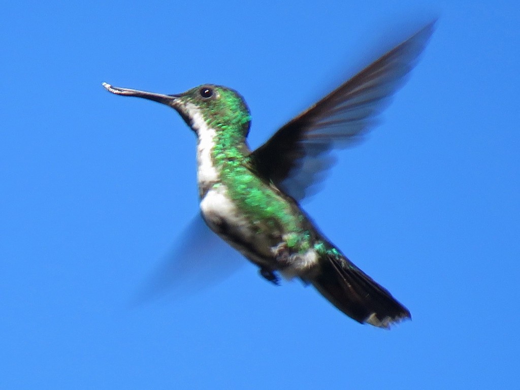 beija-flor-de-bico-virado