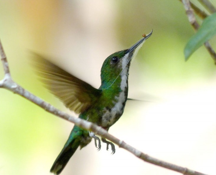 beija-flor-de-bico-virado