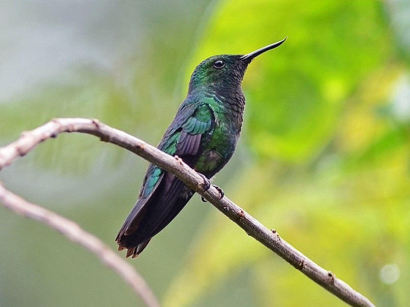 beija-flor-de-bico-virado