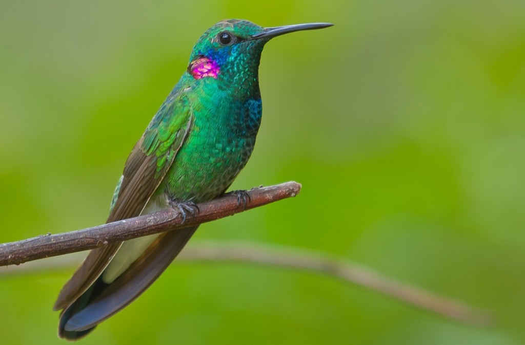 beija-flor-de-coroa-violeta 