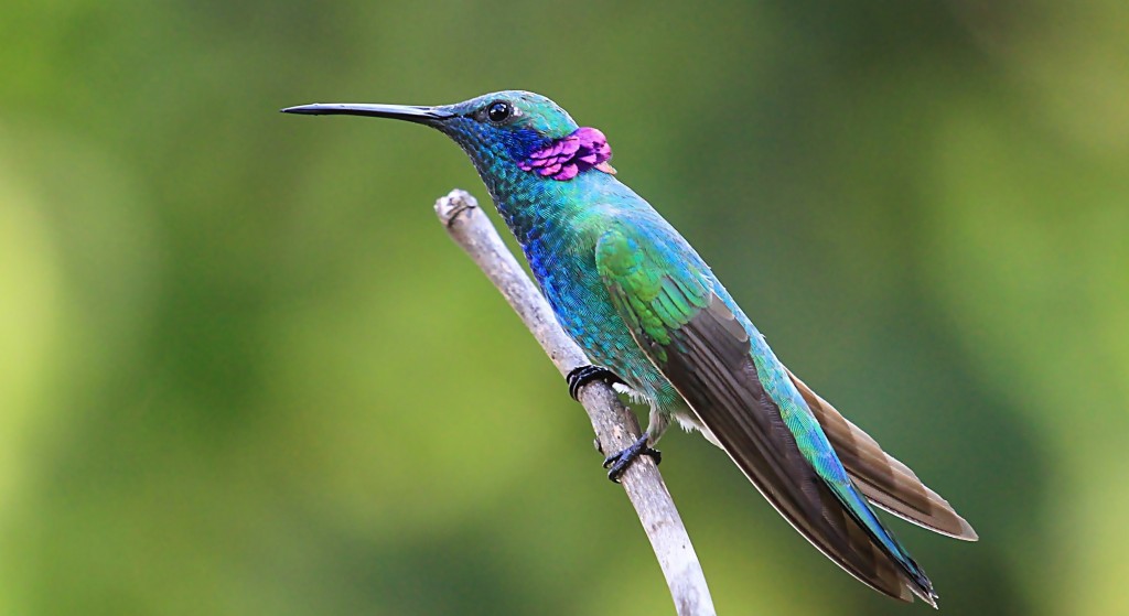 beija-flor-de-coroa-violeta