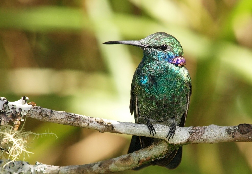 beija-flor-de-coroa-violeta 