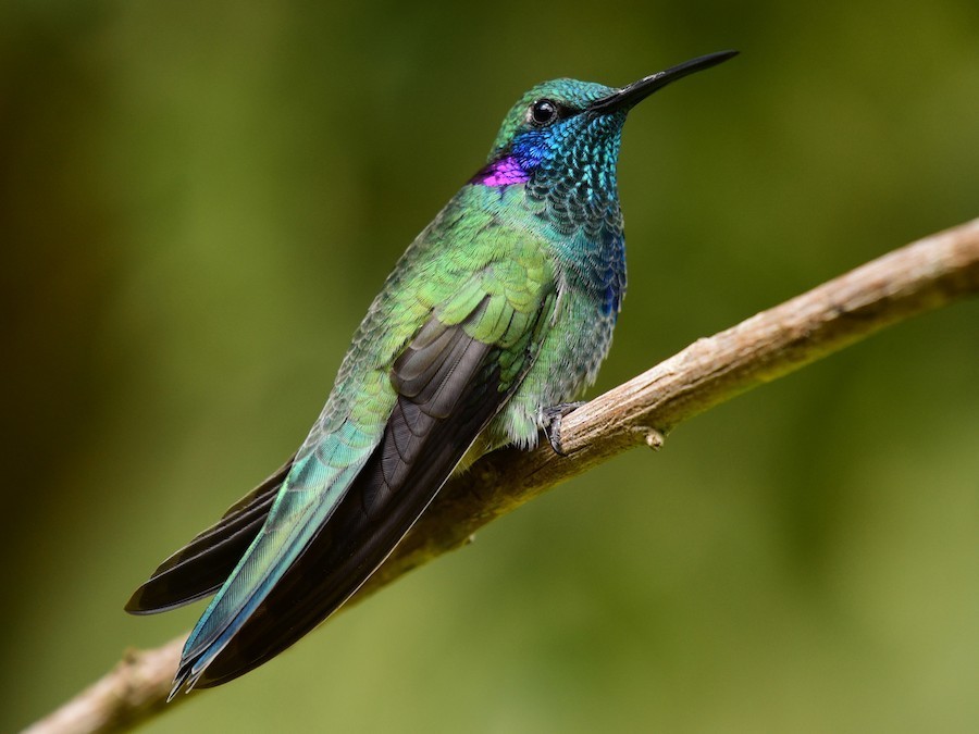 beija-flor-de-coroa-violeta.