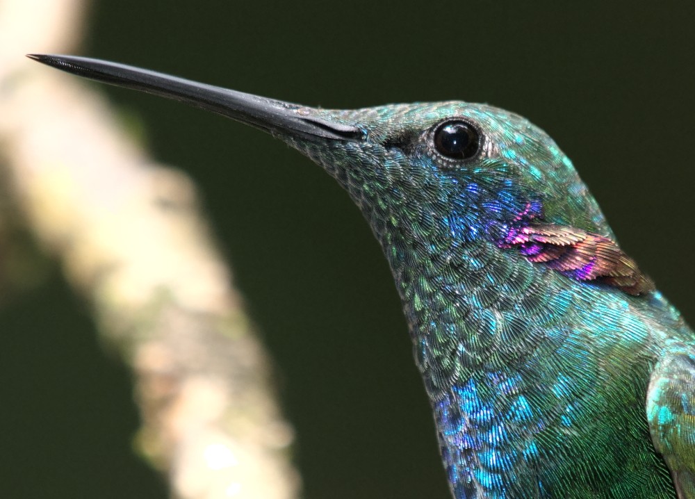 beija-flor-de-coroa-violeta