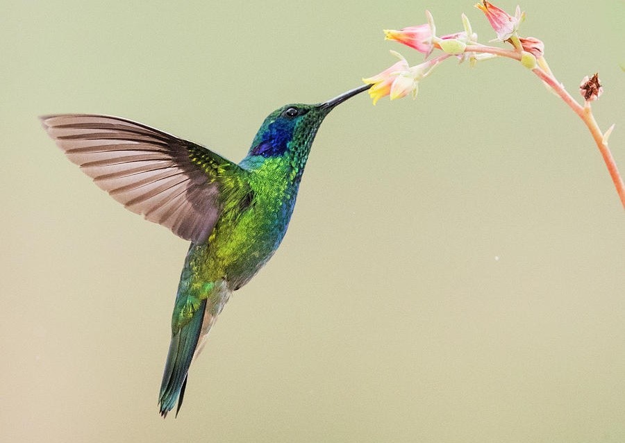 beija-flor-de-veste-verde